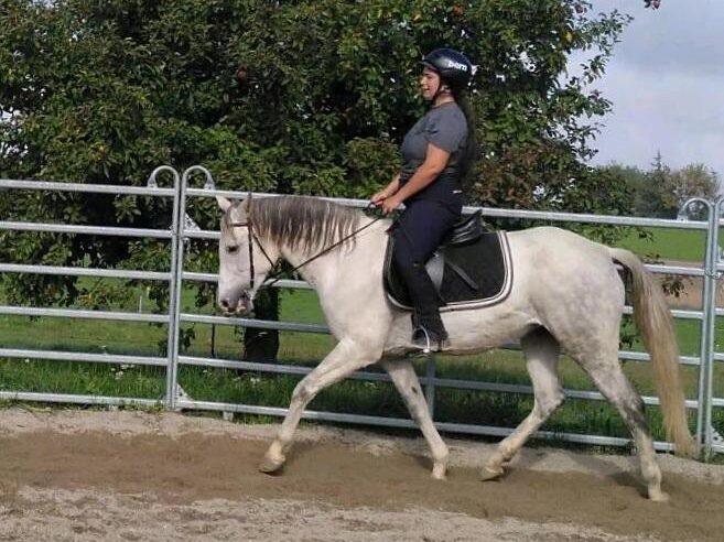 Frau reitet weisses Pferd auf einem Sandplatz im Trab